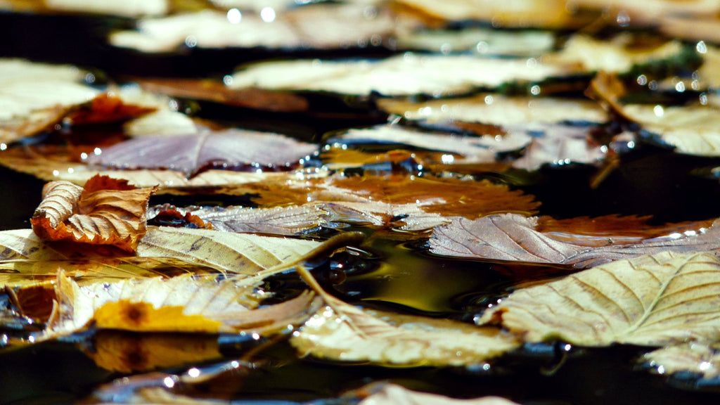 Close-up of leaves floating on water with a blurred background